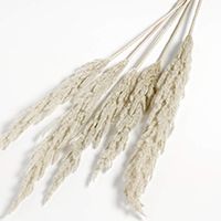 Grass Plume Dried Botanicals