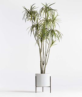 Faux Potted Dracaena