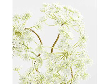 Faux Queen Anne's Lace Stem