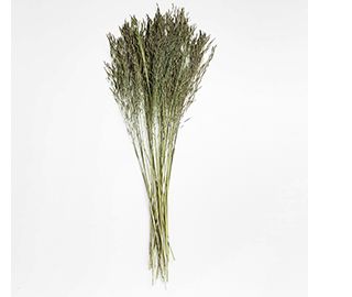 Sage Green Chorao Dried Grass Bunch