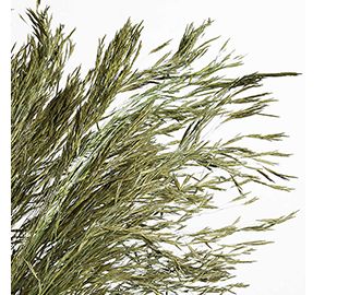 Sage Green Chorao Dried Grass Bunch