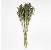 Sage Green Chorao Dried Grass Bunch