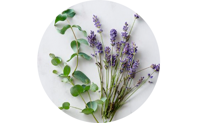 lavender + eucalyptus