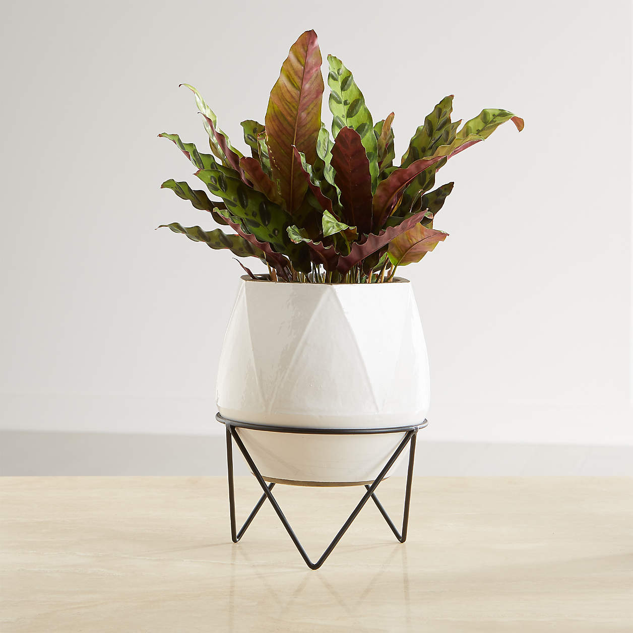 Aaro Planters with Stands | Crate & Barrel