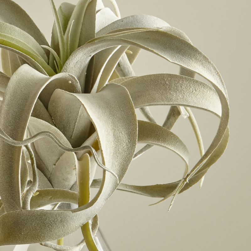 Air Plant Stricta, Faux Air Plant, Faux Tillandsia, Fake Air Plant