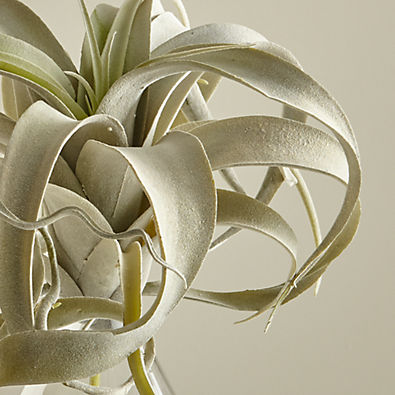 View Faux Air Plant details