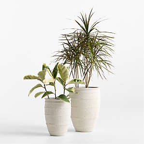 cheap air plants Live Small Tillandsia Air Plant Wholesale Bundles | Retail Bundles, Wedding  Decor