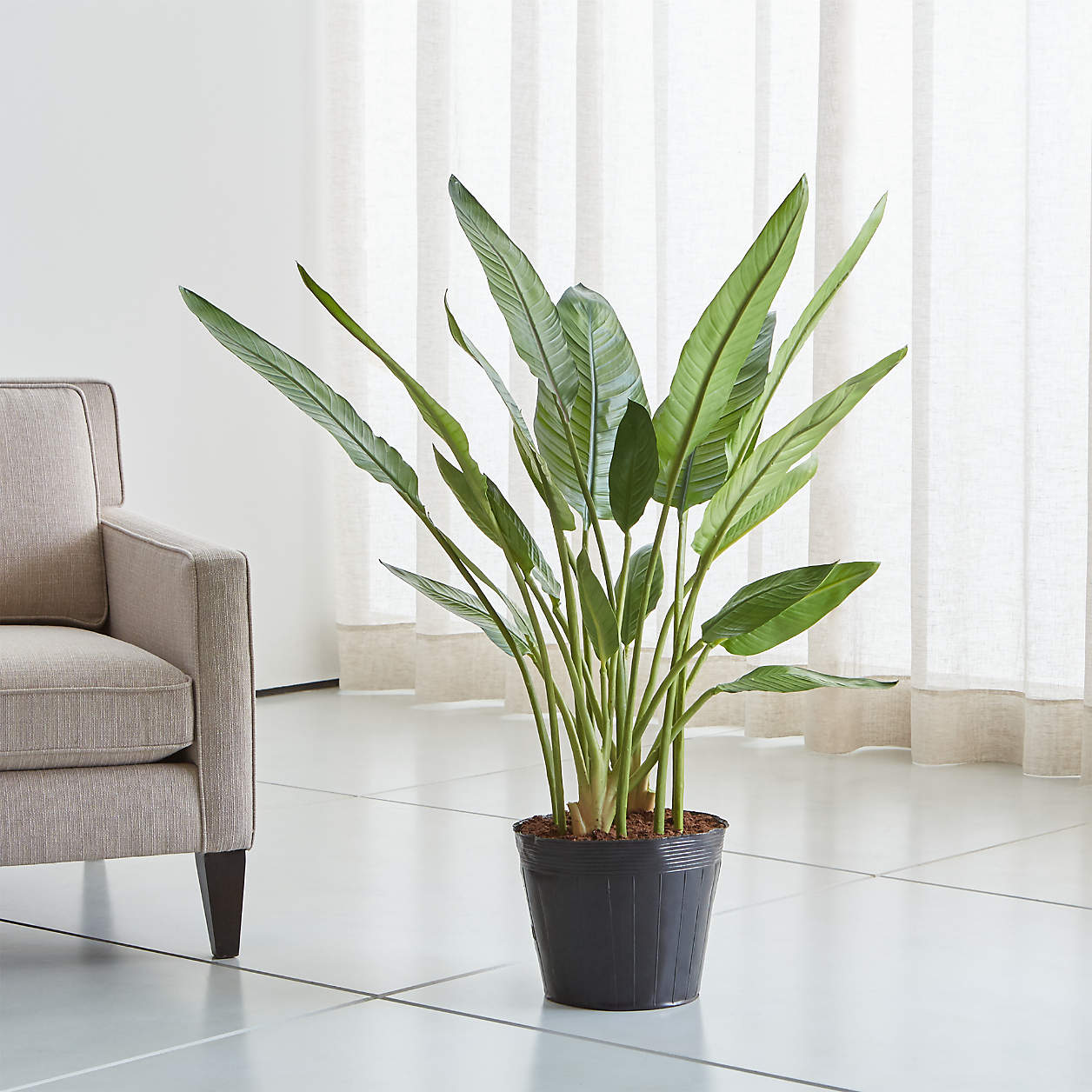 Artificial/Faux Bird of Paradise Tree + Reviews | Crate & Barrel