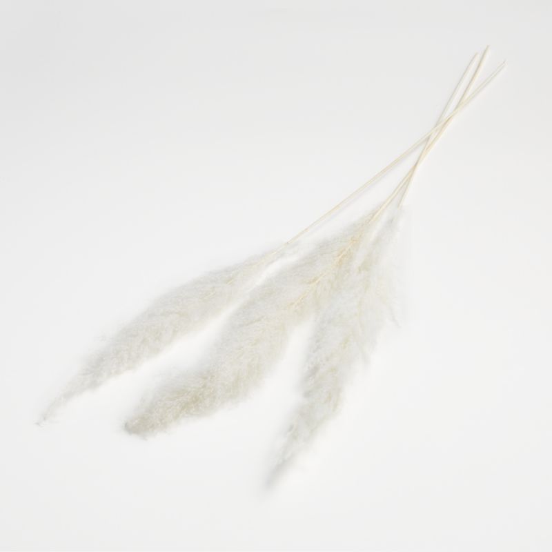 Bleached Grass Plume Dried Botanicals