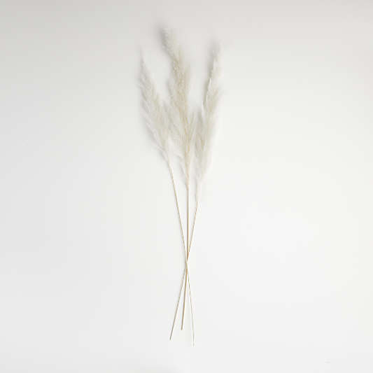 Bleached Grass Plume Dried Botanicals