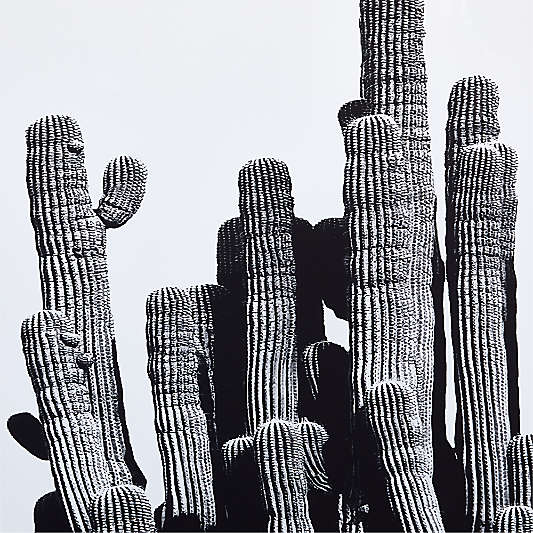 "Cactus" by Jennifer MaHarry 40"x60" Framed Photography Print