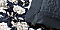 Midnight Navy Floral