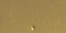 Brass
