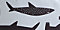 Shark School