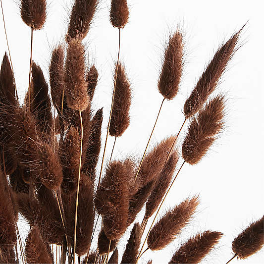 Dried Brown Bunny Tail Bunch