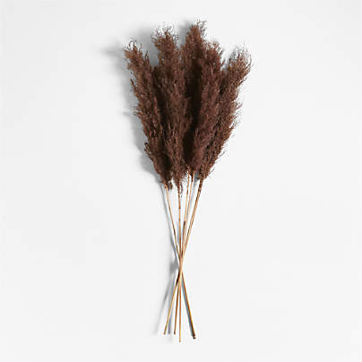 Dried Brown Grass Plume