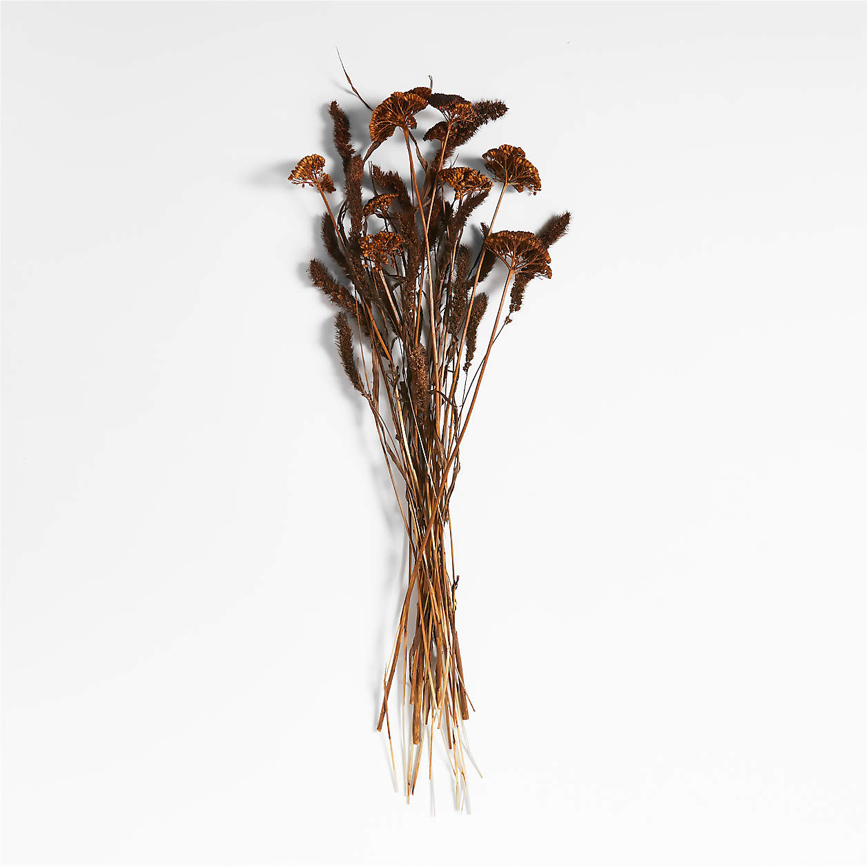Dark Brown Yarrow & Setaria Dried Flower Bouquet + Reviews Crate