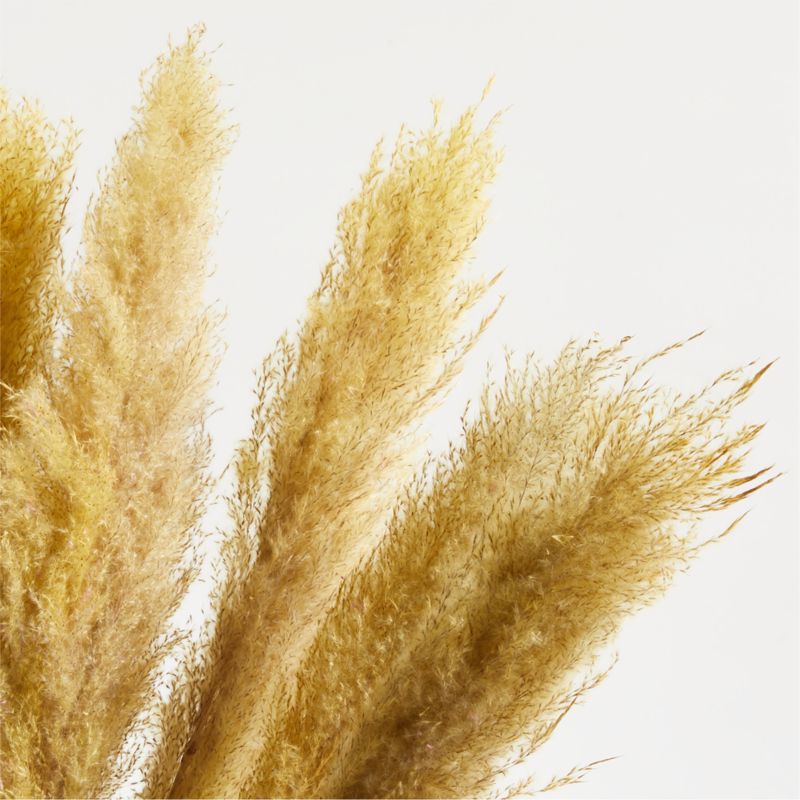 Golden Yellow Dried Grass Plume Bunch