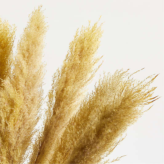 Golden Yellow Dried Grass Plume Bunch