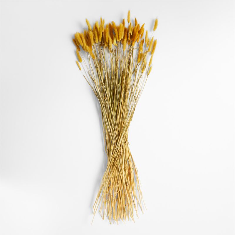 Goldenrod Yellow Dried Bunny Tail Bunch