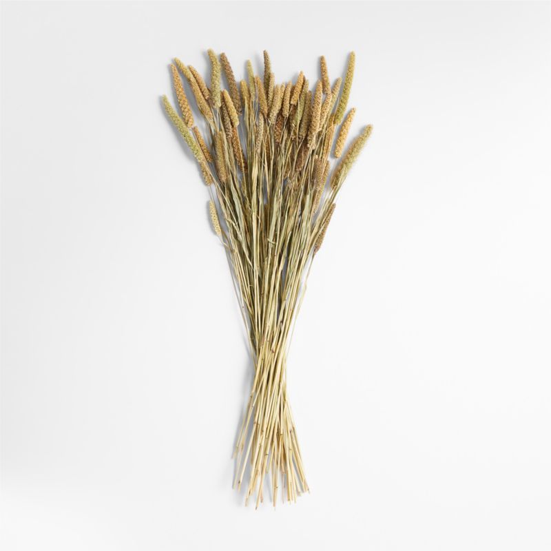 Natural Beige Dried Millet Plant Bunch - image 1 of 3