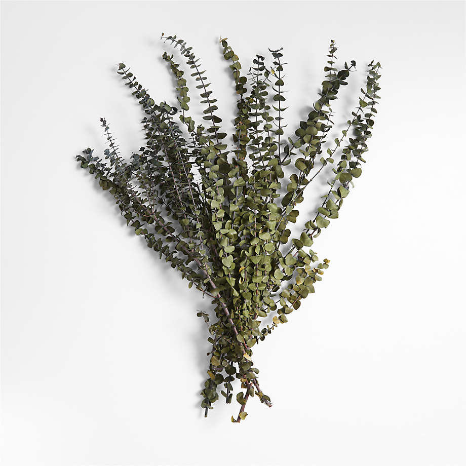 Olive Green Dried Eucalyptus Plant Bunch Crate & Barrel