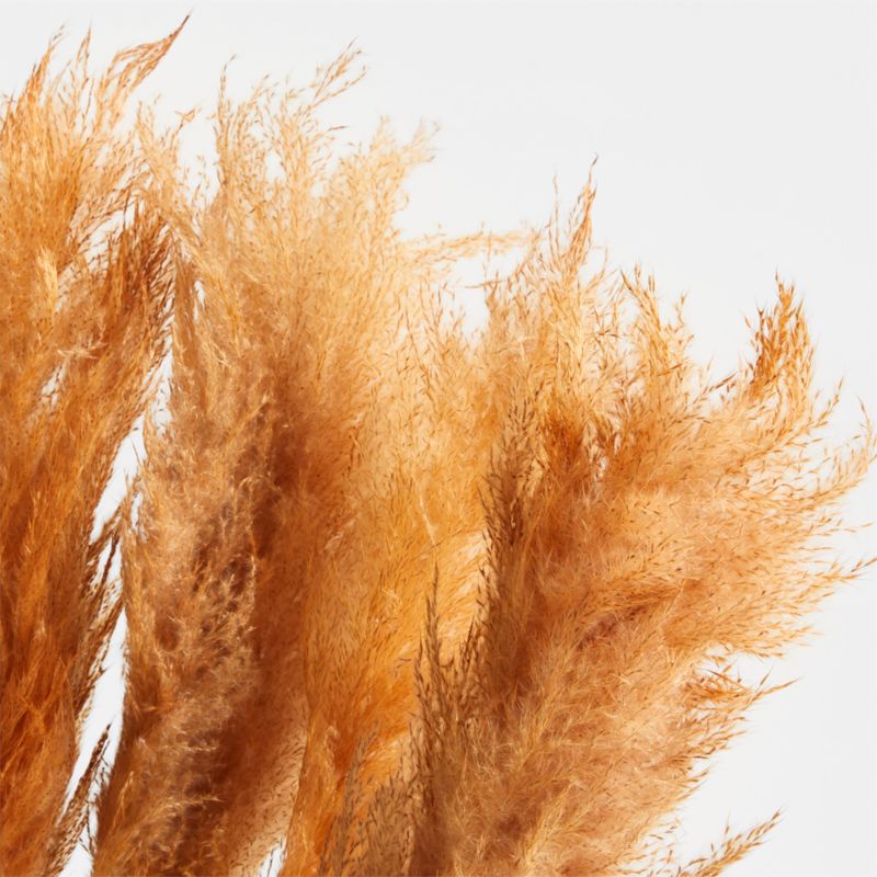 Pale Peach Dried Grass Plume Bunch