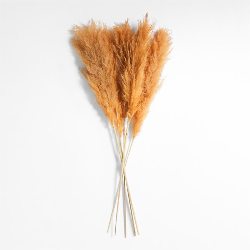 Pale Peach Dried Grass Plume Bunch