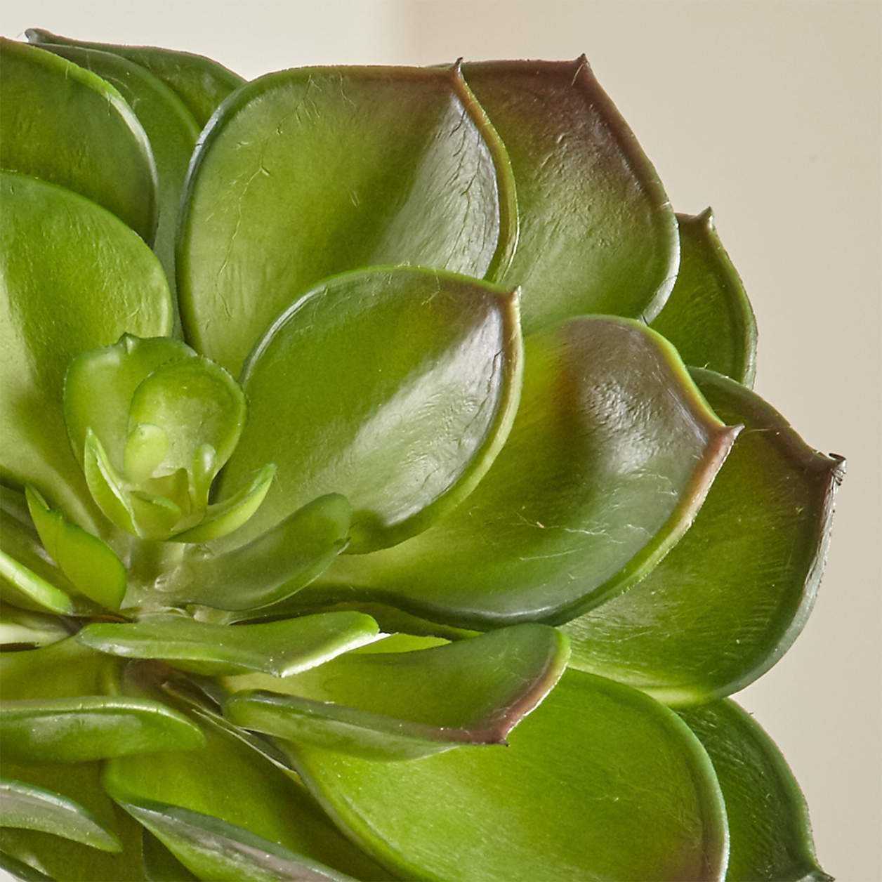 Artificial/Faux Echeveria Green Succulent Stem + Reviews Crate & Barrel