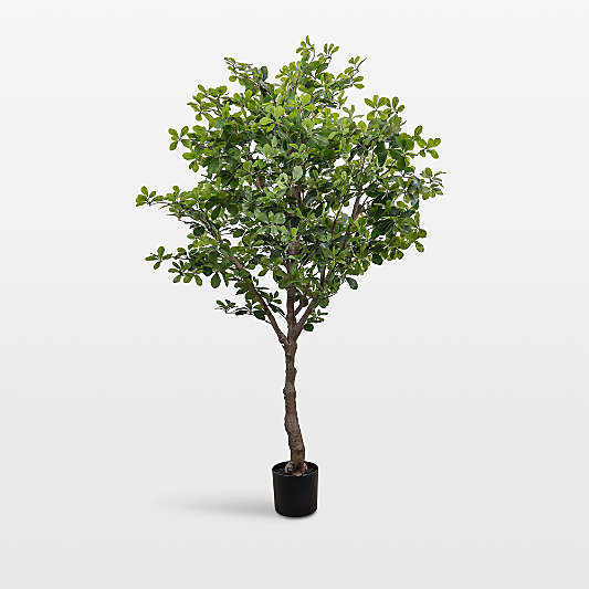 Faux Aralia Tree 6'