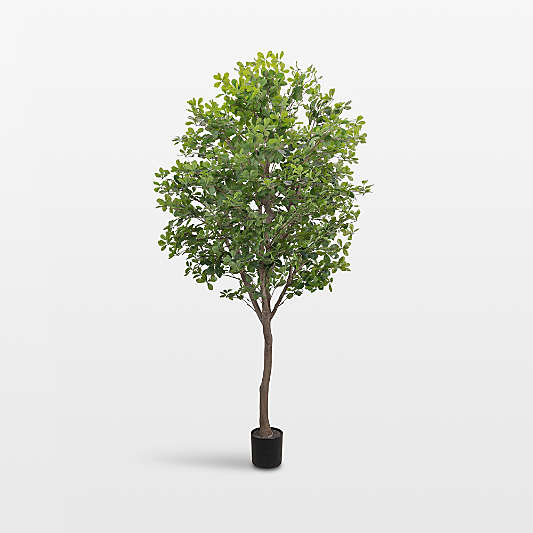 Faux Aralia Tree 8'