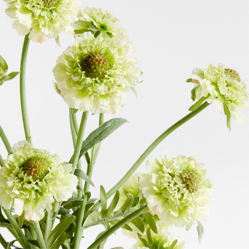 Faux Green Scabiosa Stem 24" by Abigail Ahern - image 5 of 6