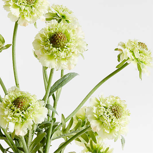 Faux Green Scabiosa Stem 24" by Abigail Ahern