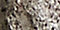 Pewter