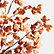 Orange Oak