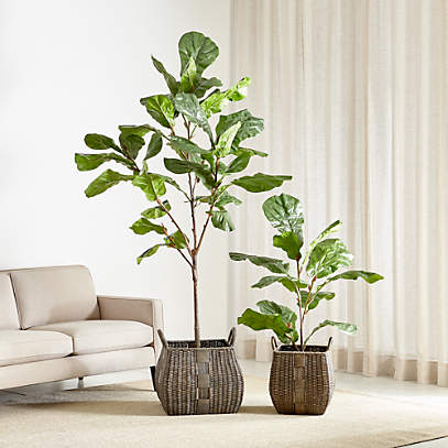 Faux Fiddle Fig Trees Crate & Barrel