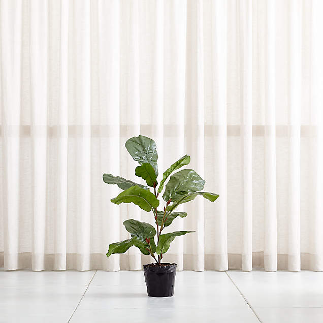 Potted Faux Olive Trees Crate & Barrel Canada