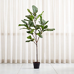 ponytail palm bonsai plants Ponytail Palm | Palm Trees For Sale