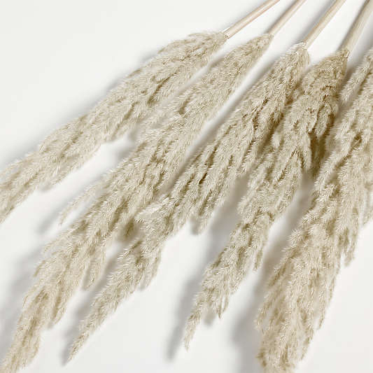 Grass Plume Dried Botanical Bunch