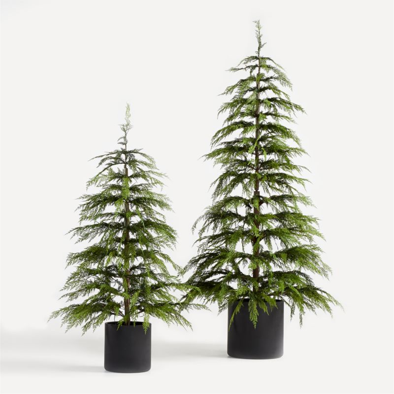 Christmas Trees