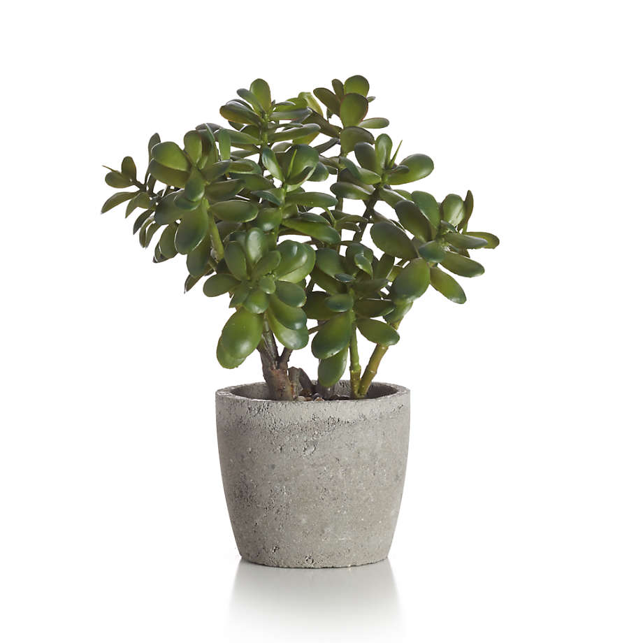Potted Artificial/Faux Jade Plant + Reviews   Crate and Barrel