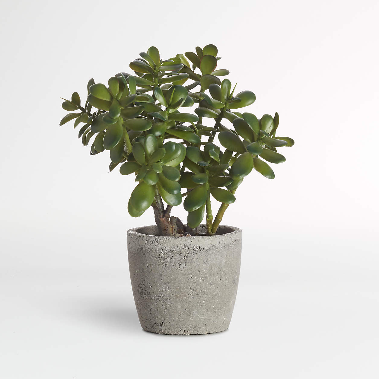 Potted Artificial/Faux Jade Plant + Reviews Crate & Barrel Canada