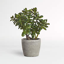Potted Faux Jade Plant + Reviews | Crate & Barrel