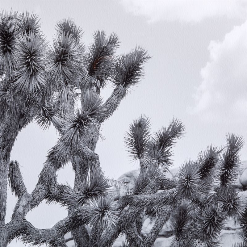 "Joshua Tree" by Tatiana Alexandra 40"x60" Framed Photography Print - image 2 of 4