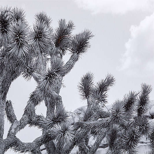 "Joshua Tree" by Tatiana Alexandra 40"x60" Framed Photography Print