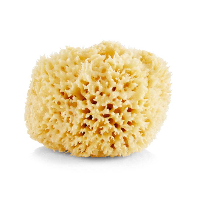 Large Natural Sea Wool Sponge + Reviews