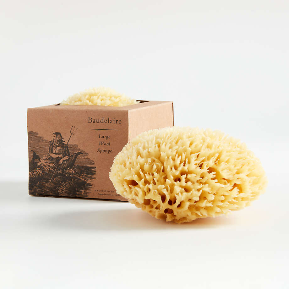 Large Natural Sea Wool Sponge + Reviews | Crate & Barrel