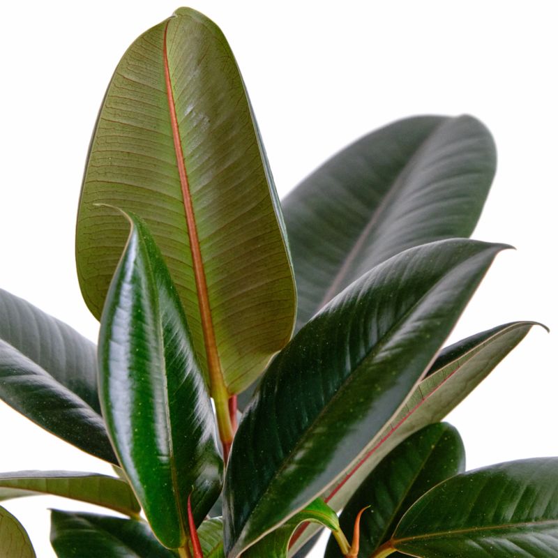 Live Ficus Burgundy Plant 6" in Tan Ceramic Pot - image 2 of 3