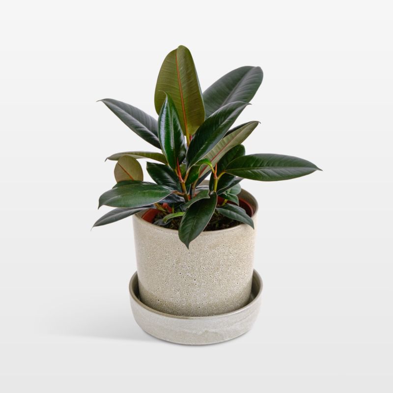 Live Ficus Burgundy Plant 6" in Tan Ceramic Pot - image 0 of 3