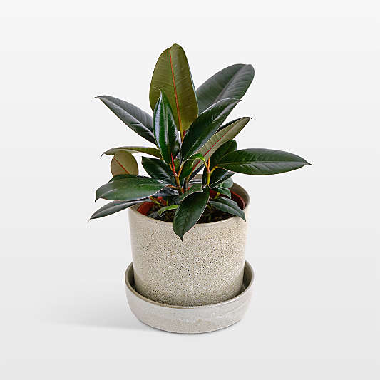 Live Ficus Burgundy Plant 6" in Tan Ceramic Pot